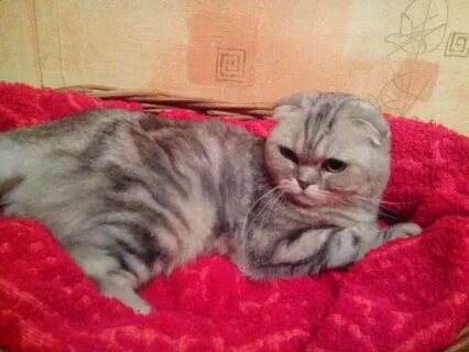 Не смотря на хозяйку