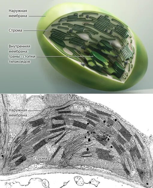 Какой органоид изображен на микрофотографии. Какой органоид изображен на микрофотографии