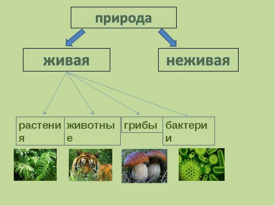 Царства живой и неживой природы. Объекты живой природы. Природа-Живая природа растения. Царства живой природы схема.