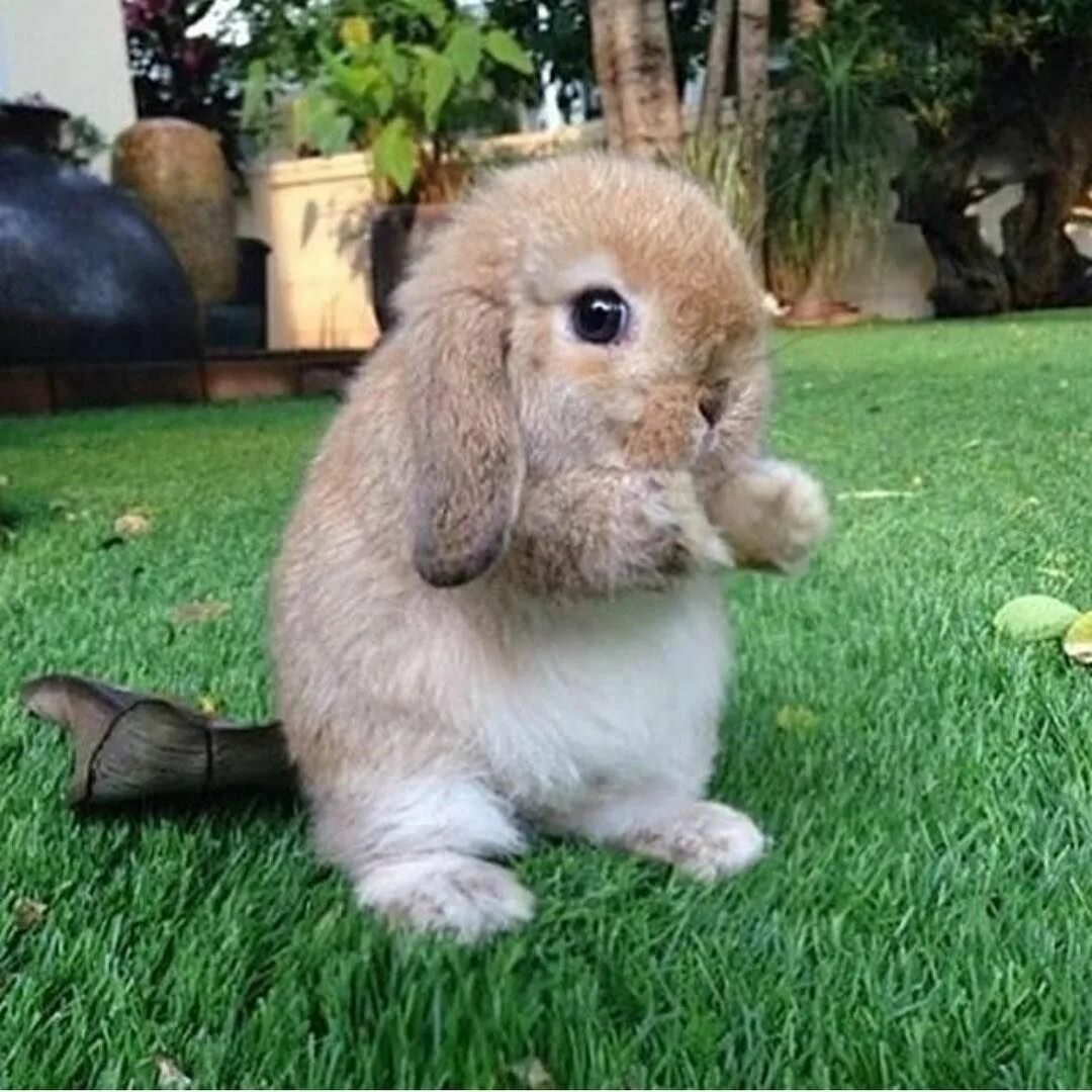 I a pet rabbit. Ангорский кролик вислоухий. Кролик вислоухий рекс. Кролик ангорский кудрявый. Кролики рекс раббит.