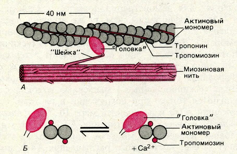 Миофибриллы актин миозин. Тропонин и миозин. Строение актина и миозина. Активация мышц актин миозиновые волокна. Нити актина