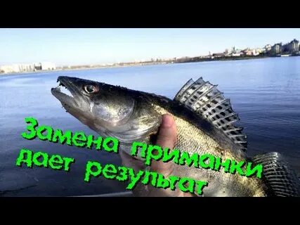 Ловля судака на спиннинг осенью с берега