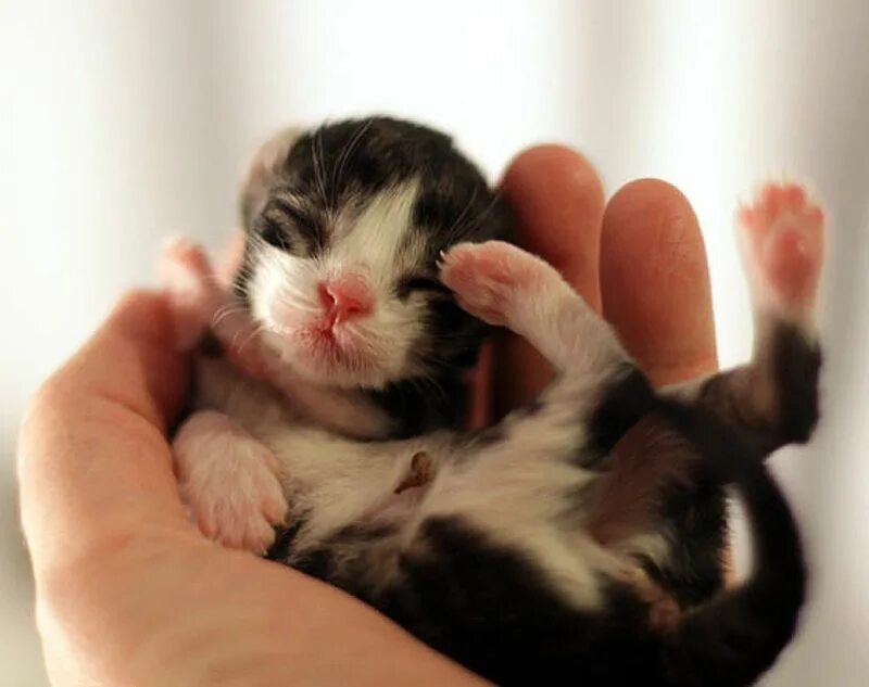 Маленьких котят побыстрее. Маленький котенок. Самая маленькая кошечка. Кошки маленькие милые. Самых маленьких котиков в мире.