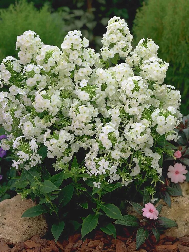 Флоксы белые листья
