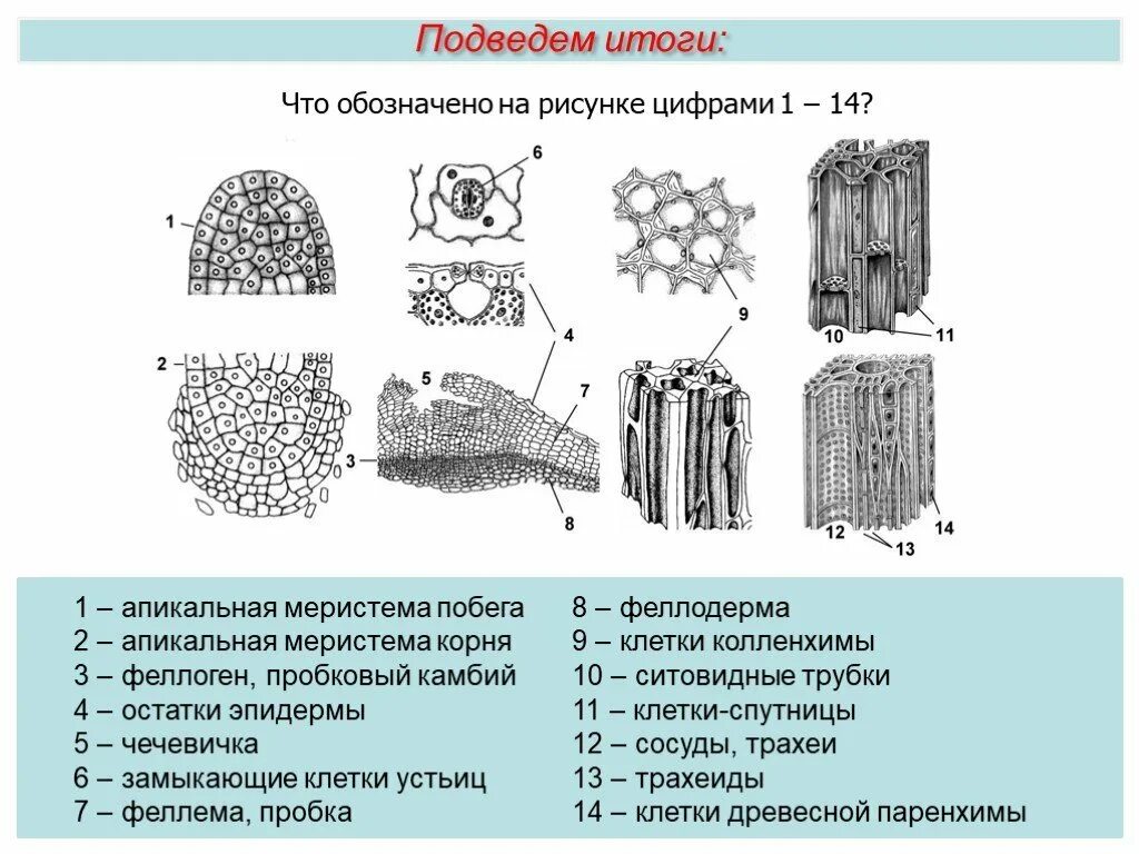 Ткани растений схема 5 класс биология. Образовательная ткань растений ЕГЭ биология. Основная ткань растений схематический рисунок. Строение тканей растений ЕГЭ. Виды растительных тканей рисунки