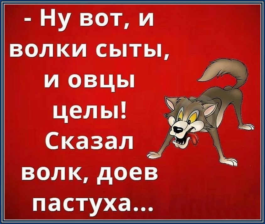 Фраза об стаде. Овца потрёпанная псами волку не интересна. Цитаты про овец. Островский волки и овцы цитаты. Цитаты про овечек.