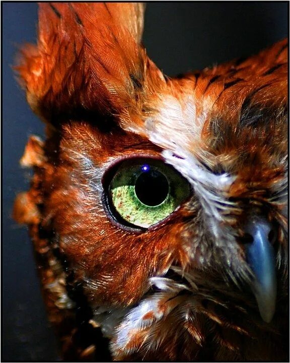 Facilities owl. Facilities owl. Птица выглядывает. Прикольные совы. Сова с черными глазами.