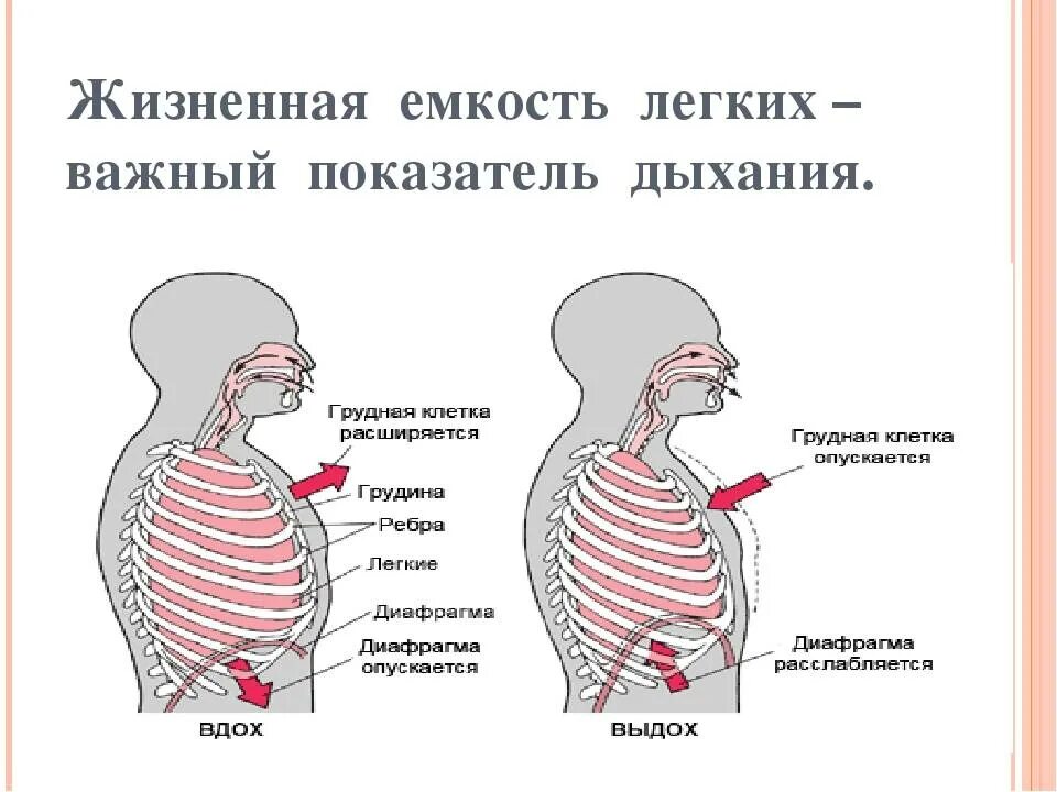 Механизм дыхания жизненная емкость легких. Механизм дыхания жизненная емкость легких 8 класс. Техника правильного дыхания. Тренировка дыхательных мышц. Роль грудной клетки в процессе дыхания