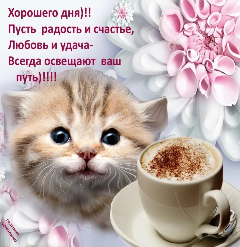 Красивое пожелание хорошего дня мужчине картинки. Пожелание хорошего дня с котиками. Открытки хорошего дня с котятами. Пожелания доброго утра и хорошего дня. Доброе утро хорошего дня с котиками.