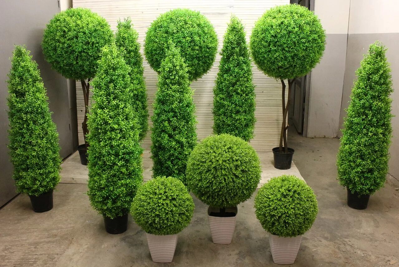 туя шаровидная и самшит. Buxus sempervirens самшит. туя смарагд спиралевидная. Buxus sempervirens самшит. топиарная стрижка хвойников.