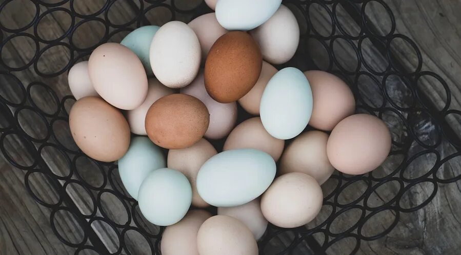 Стальные яйца игра настольная. У кур тонкая скорлупа на яйцах. Нестандартные яйца. Steel ads. Силен яйцо.