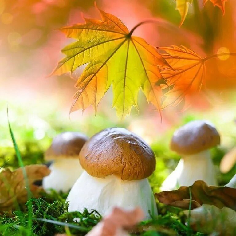Хороша грибами время года. Осенние грибы. Осень грибы. Сентябрь природа. Осень грибочки.