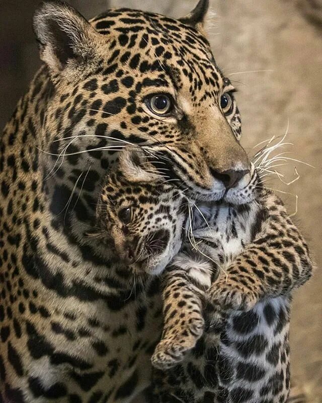 Pereza Big cats, Animals wild, Wild cats