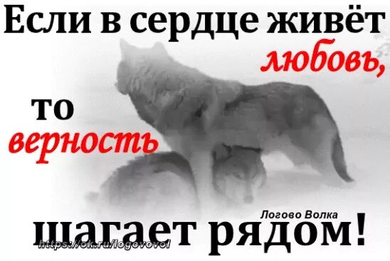 Преданность и верность Волков. Верность надпись с рисунком. Верность волка цитаты. Верность картинки с надписью. Надпись верность