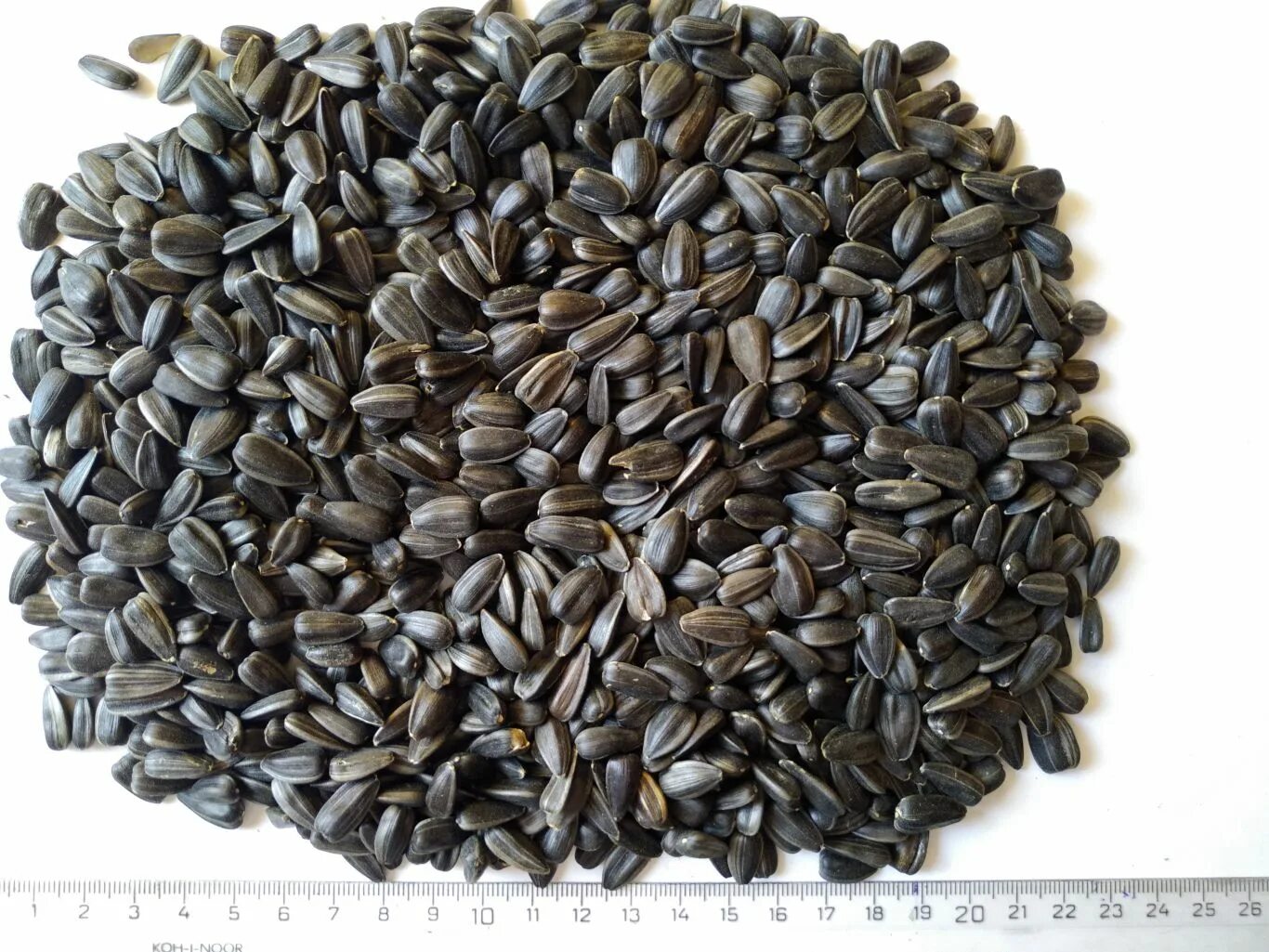 калиброванный подсолнечник