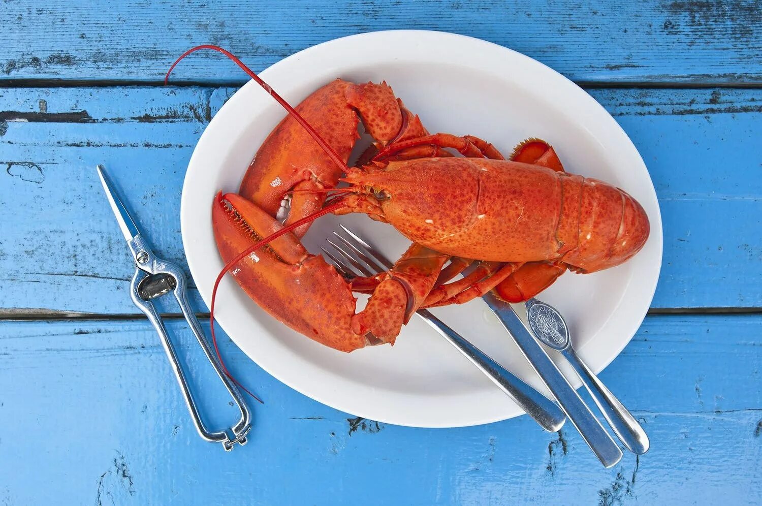 How lobster communicate