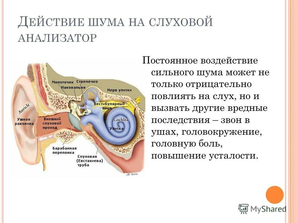 Влияние шума на слуховой анализатор. Слуховой анализатор внешнее ухо. Функции слухового анализатора. Строение анализаторовслухорого.