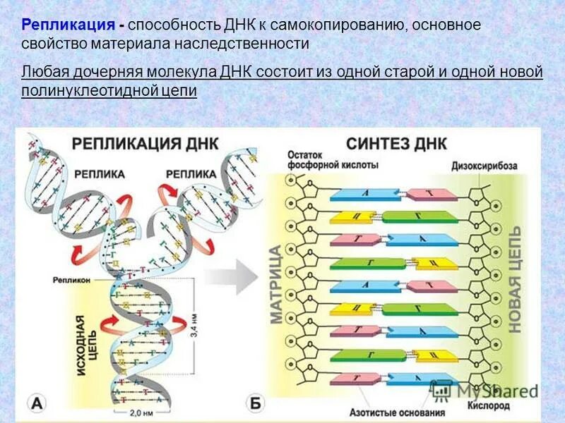 свойства днк. молекула днк способна к репликации. молекула днк способна к репликации. схема репликации молекулы днк. молекула днк способна к репликации.