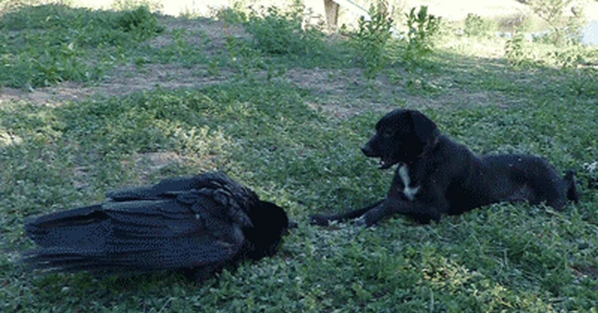 Ворона. Ворона и собака. Черные собаки. Собака с вороной. Найден черный ворон