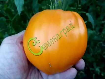 Томат оранжевое чудо характеристика и описание