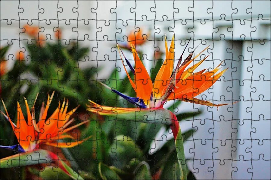 Как выглядит цветок стрелиция Strelitzia Reginae Flower Thiên điểu Ultra HD Desktop Background Wallpaper for
