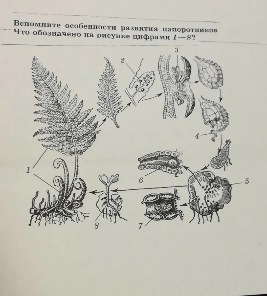 Жизненный процесс папоротника