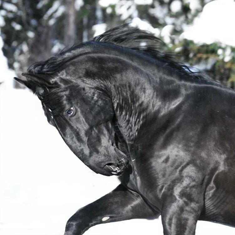 Кладрубская лошадь. Кладрубская порода лошадей. Вороная кладрубская лошадь. Чешская порода лошадей старокладрубская. Горбоносые породы лошадей.