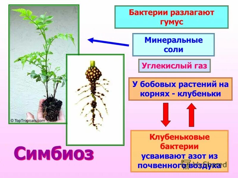 Растения усваивают азот из воздуха. Симбиоз между бактериями и растениями. Симбиоз клубеньковых бактерий и бобовых растений. Клубеньковые бактерии симбиоз. Клубеньковые бактерии усваивают.