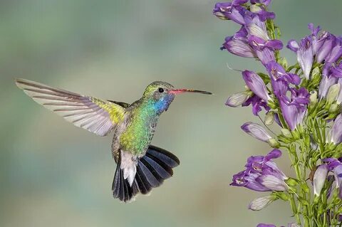 Zelu hummingbird