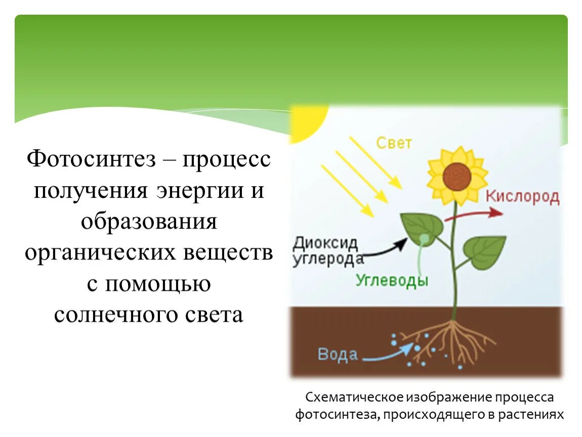 В листьях часть воды используется в процессе. Фотосинтез Солнечный свет. Фотосинтез 3 класс. Схема процесса фотосинтеза. Образование органических веществ в листьях растений.