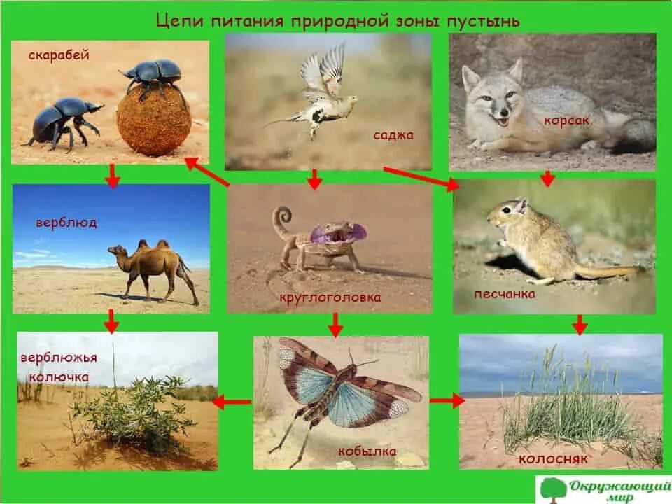 Цепь питания которая характерна для пустыни