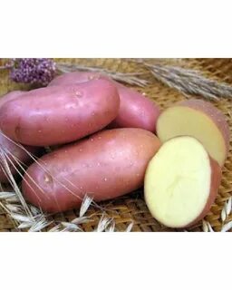 Картофель ред леди отзывы вкусовые качества