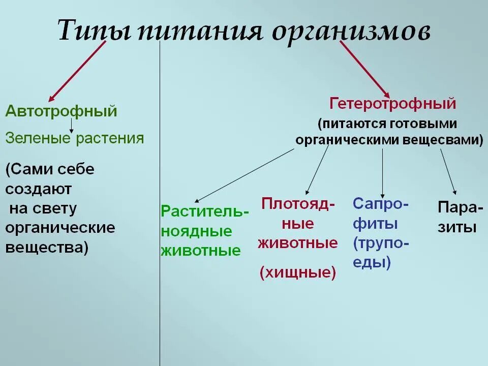 Какие типы питания характерны для животных. Типы питания живых организмов таблица. краткая характеристика типов питания организмов. типы питания живых организмов особенности и примеры таблица. типы питания живых организмов схема.
