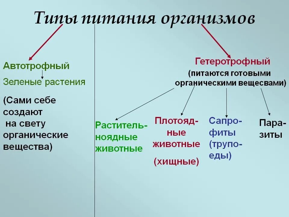 Типы питания живых организмов таблица. Краткая характеристика типов питания организмов. Типы питания живых организмов особенности и примеры таблица. Типы питания живых организмов схема.