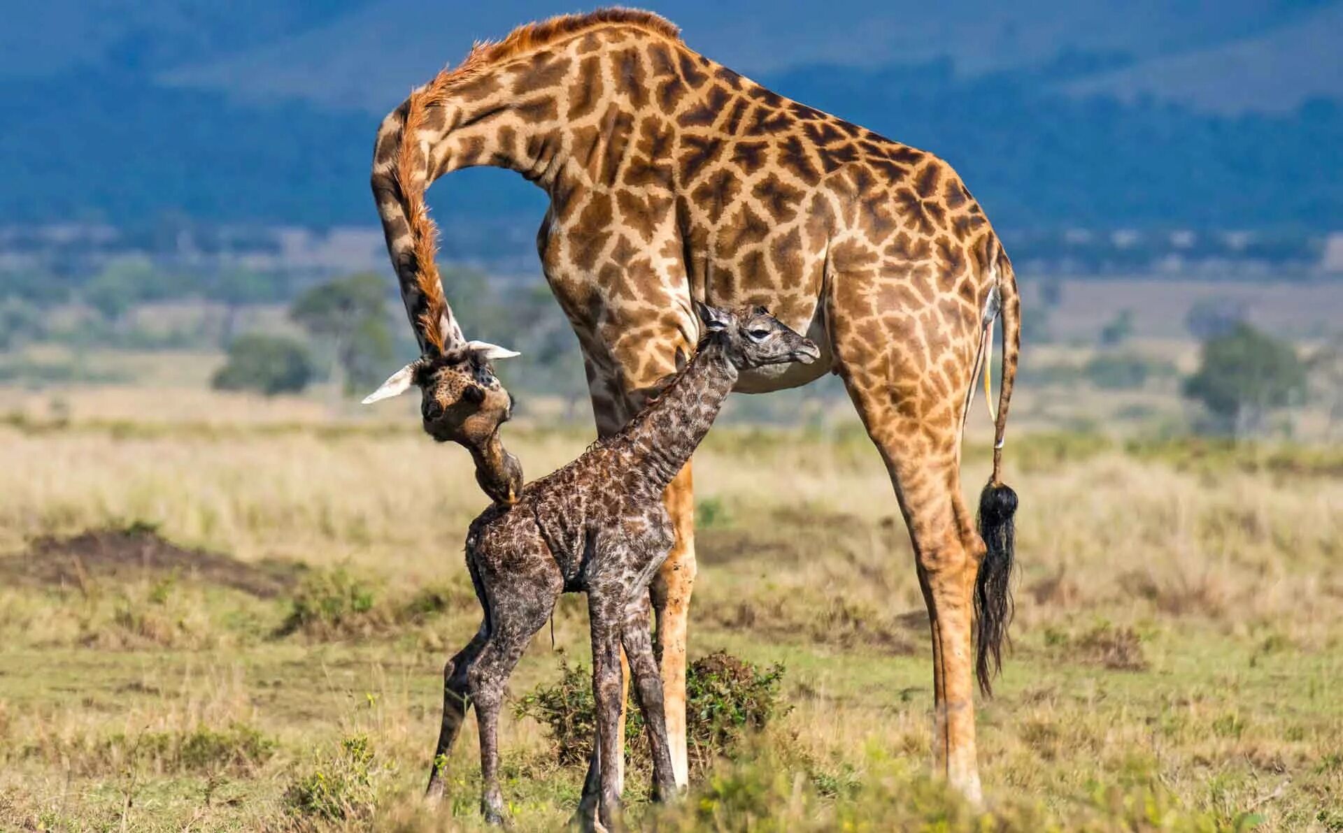 Сколько всего детенышей жирафа родилось за два. Родезийский Жираф. Жираф и Жирафёнок. Жираф жирафиха Жирафенок. Жираф с детенышем.