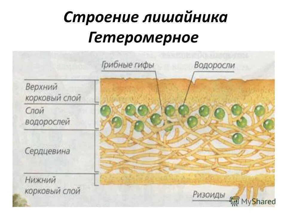 Составляющие лишайника