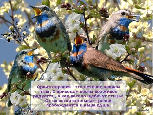 Щебечут или щебечат какое. Птицы щебечут. птички поют. весенние трели птиц. птицы поют утром.