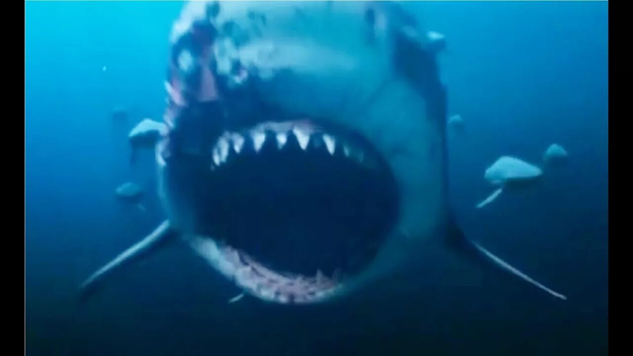 Синий море 2. Акула мако глубокое синее море. Глубокое синее море 2 акулы. Акула против медузы. Deep Blue Sea 3 Shark.