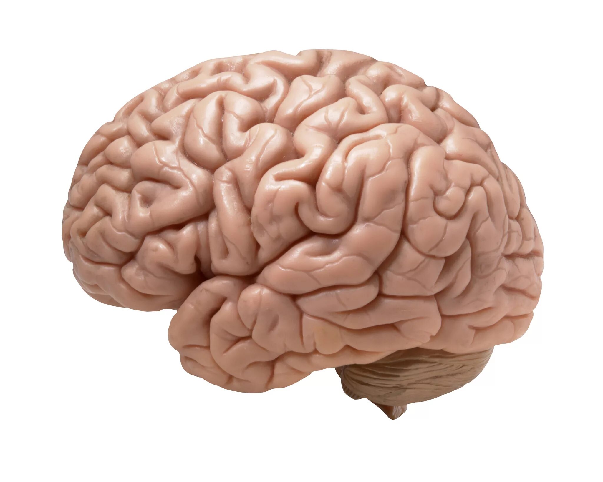Brain contain