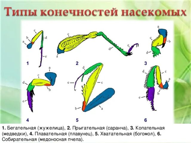 Схема конечностей насекомых. Бегательные типы конечностей насекомых. Строение разных типов конечностей насекомых. Виды конечностей у насекомых с примерами. Конечности пчелы и кузнечика ласты дельфина