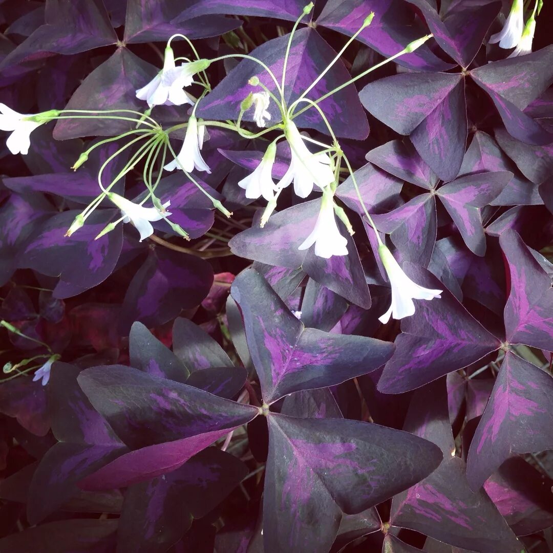 Темно фиолетовые листья растение. Кислица оксалис. Оксалис махагони. Оксалис Кислица треугольная. Оксалис Триангулярис.
