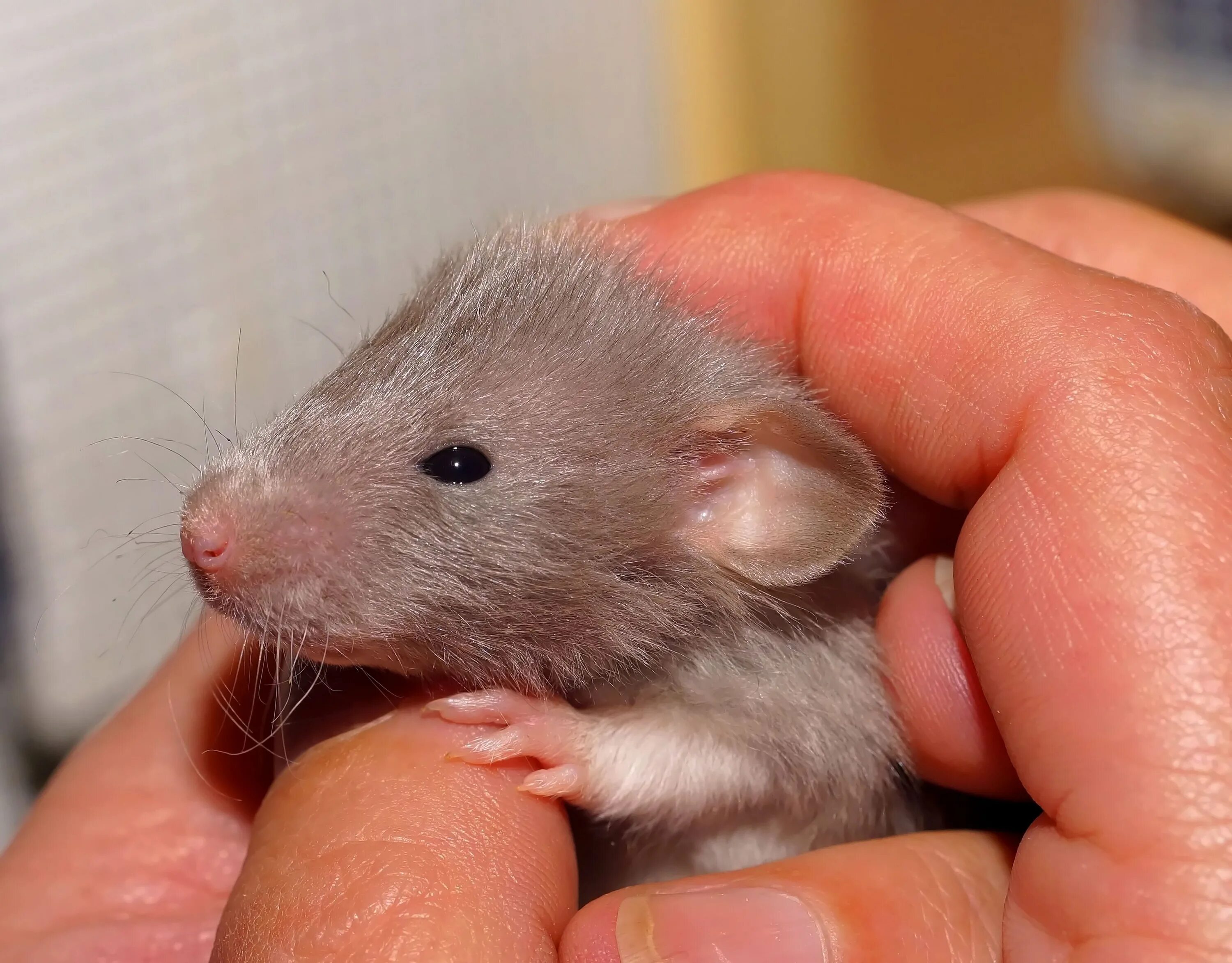 Мыши домашние животные. Крыса Дамбо персиковая. Новорожденные крысята Дамбо. Мышь Дамбо. Крысы Дамбо маленькие.