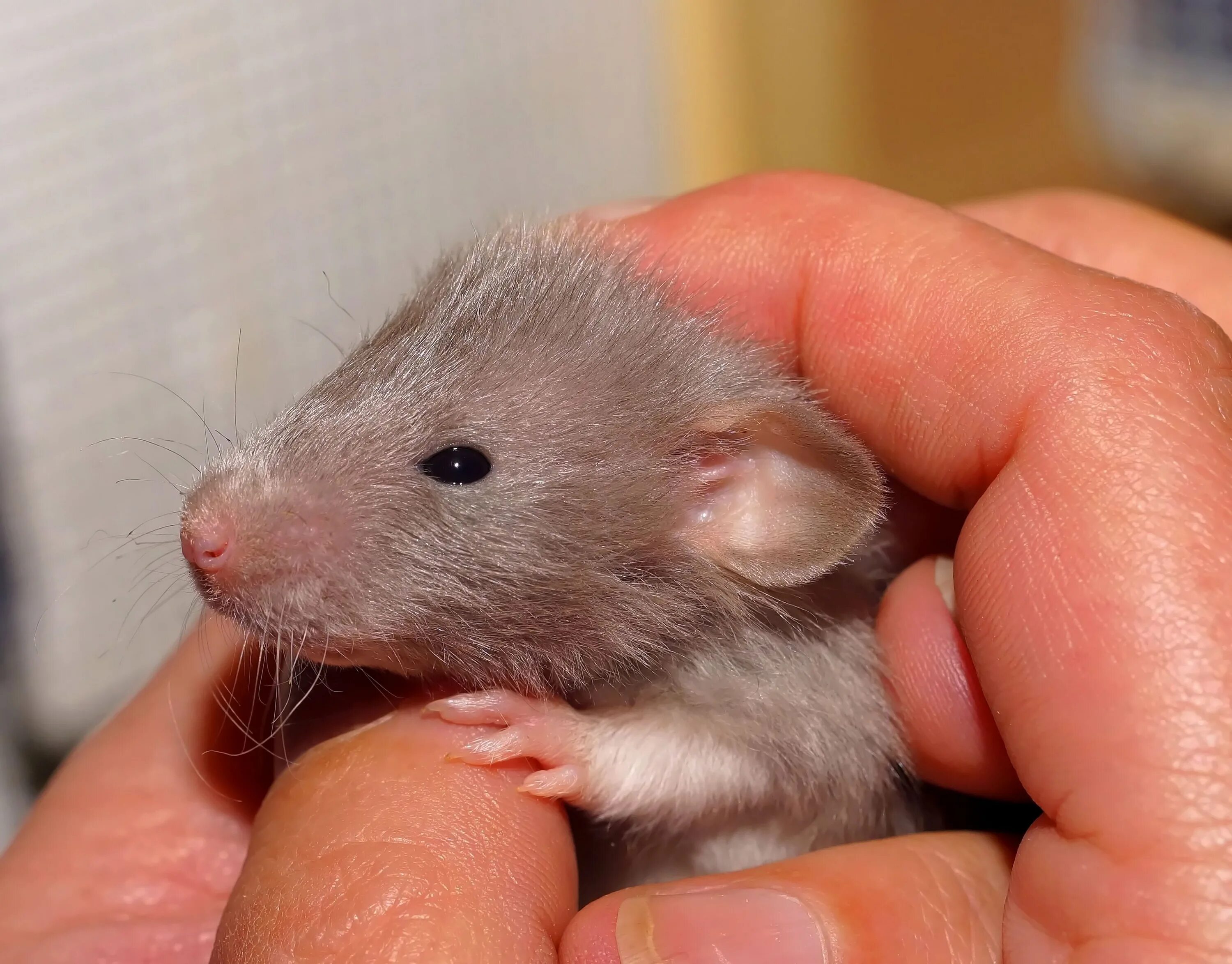 A mouse a small body