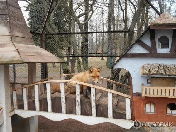 Зоопарк им чебурашки санкт петербург. Зоопарк им чебурашки санкт петербург