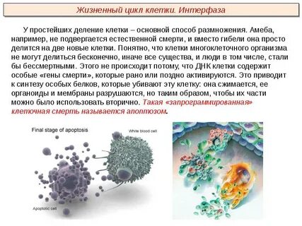Выполнение клетками