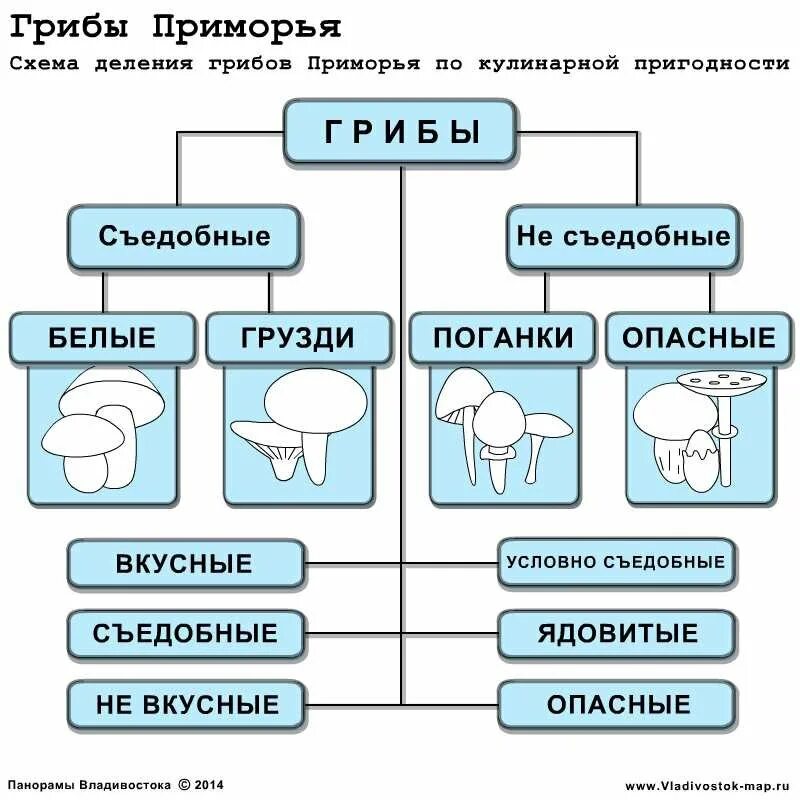 Таблица грибов. Виды грибов классификация. Классификация грибов схема. Классификация съедобных грибов. Типы грибов таблица.