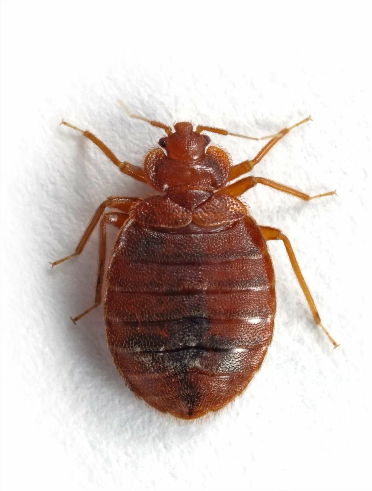 Постельный клоп cimex lectularius (личинки, нимфы). Большой клоп в квартире. Большой клоп в квартире. Постельный клоп cimex lectularius (личинки, нимфы). Постельный клоп cimex lectularius (личинки, нимфы).