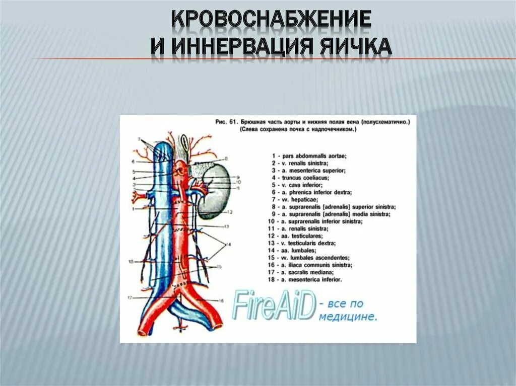 Анатомия яичек кровоснабжение иннервация. Яичковая Вена топография. Яичковая Вена анатомия. Венозное сплетение яичка