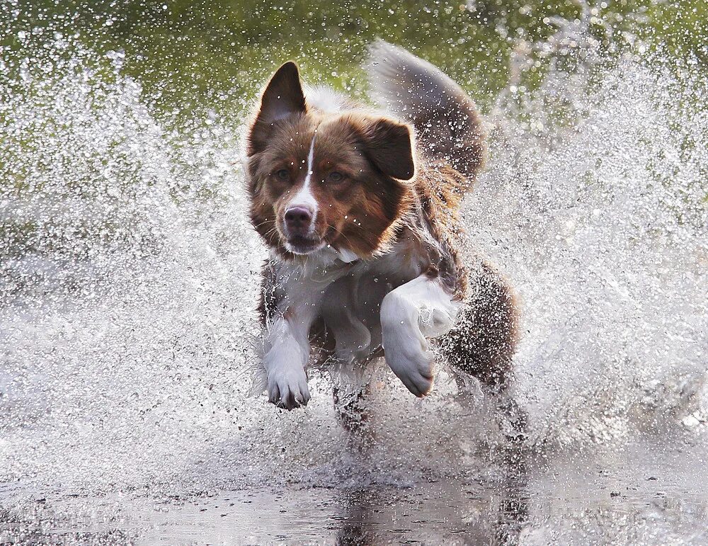 Промокшая собака. Мокрый щенок. Собака ждет у окна. Собака под дождем. Мокрый щенок.
