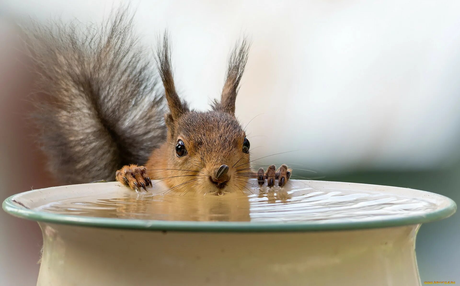 Белки белки воды воды. Гирт Вегген фотограф. Geert Weggen белки. Гирт Вегген фотограф шведско-голландский. Смешные белки.